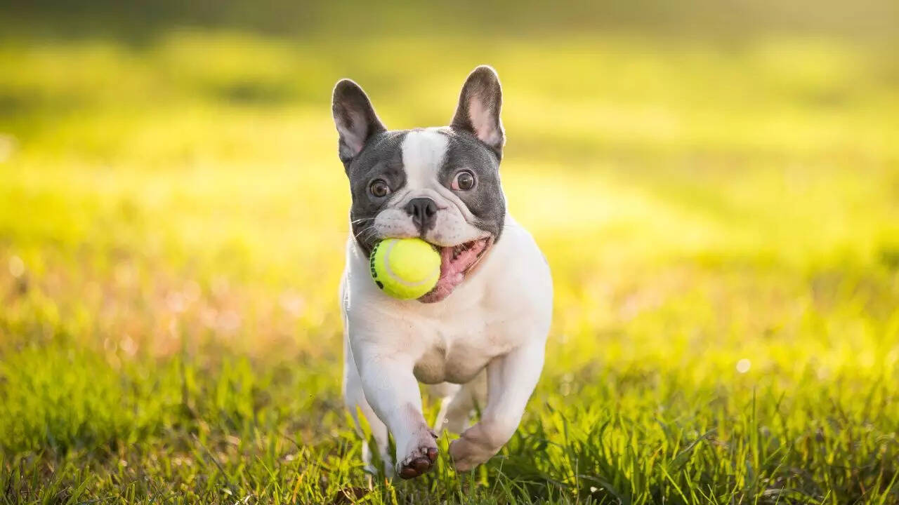 5 low-maintenance dog breeds for busy professionals