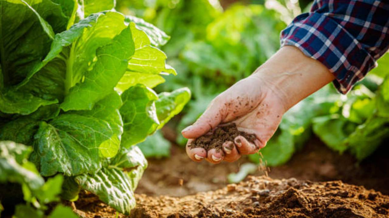 bio-fertilisers tend to be cheaper, particularly to small and medium farmers