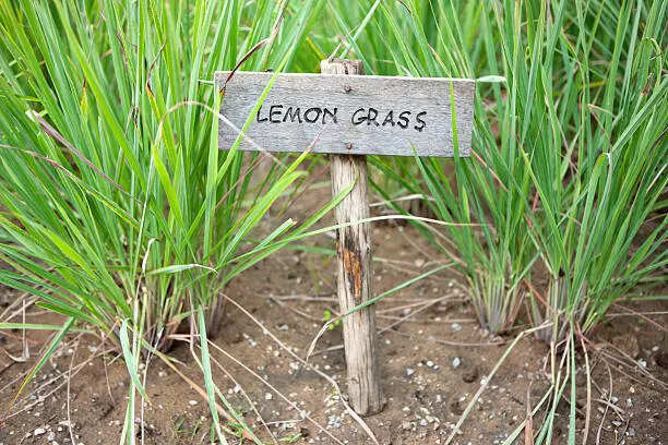 How to use lemongrass to regrow hair on bald patches