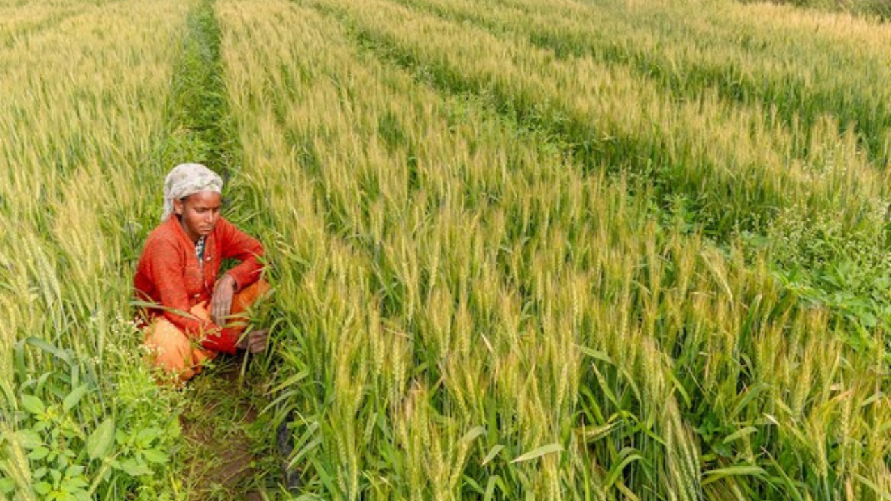 Bonanza for farmers: Government hikes MSP for Kharif crops, extends facility for low-interest loans