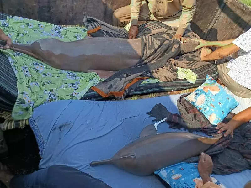 6 stranded Gangetic river dolphins rescued in Lucknow