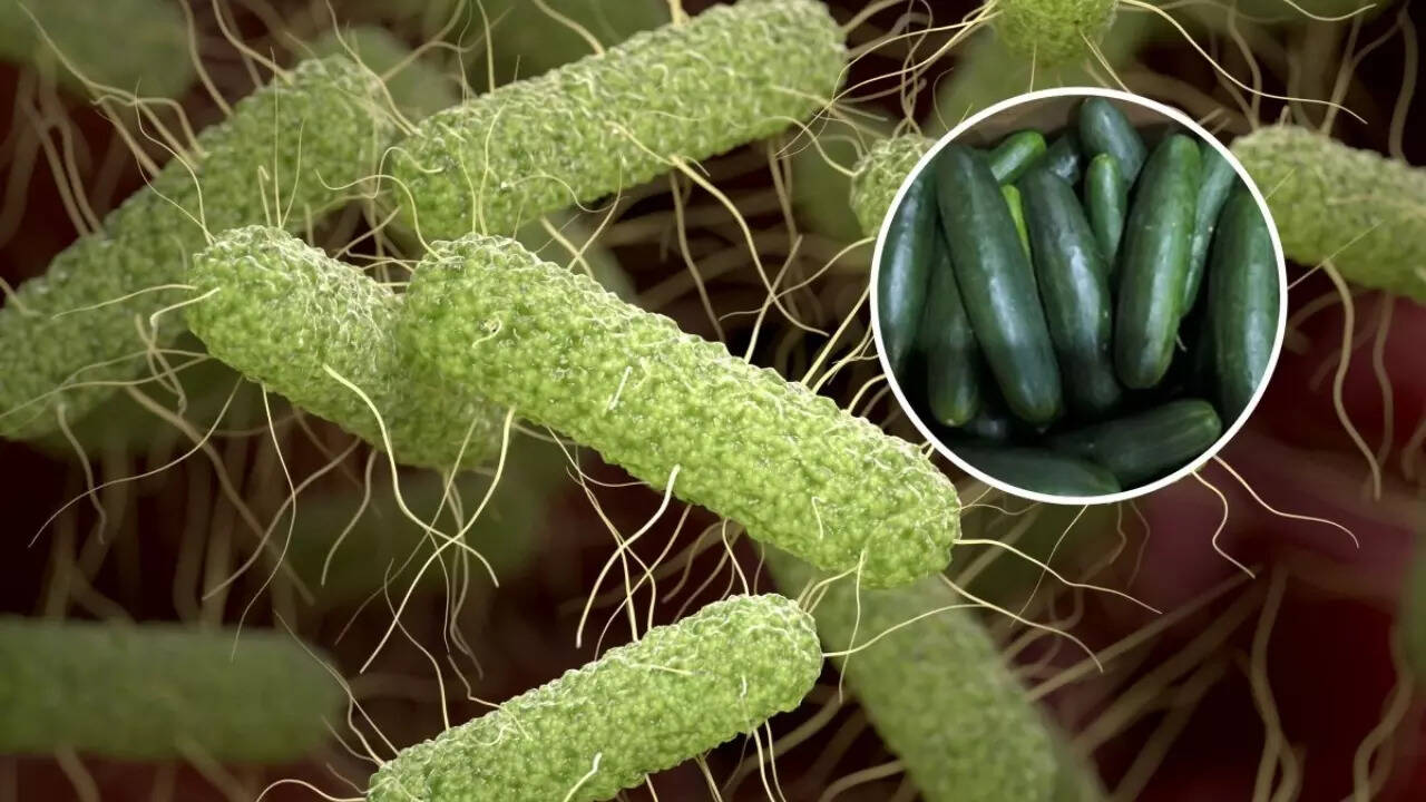 Cucumber (2)