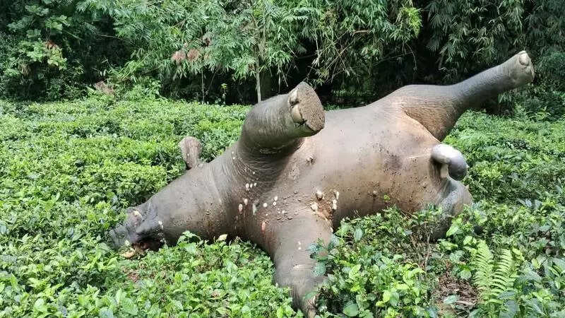 Jumbo dies after touching electric fence in Tinsukia tea garden, owner held