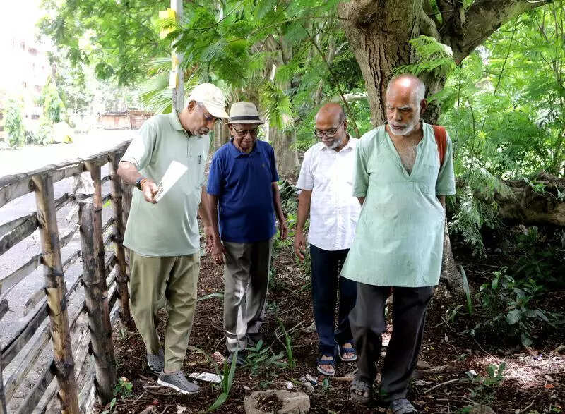 Patuli senior citizens join hands to plant saplings, save trees