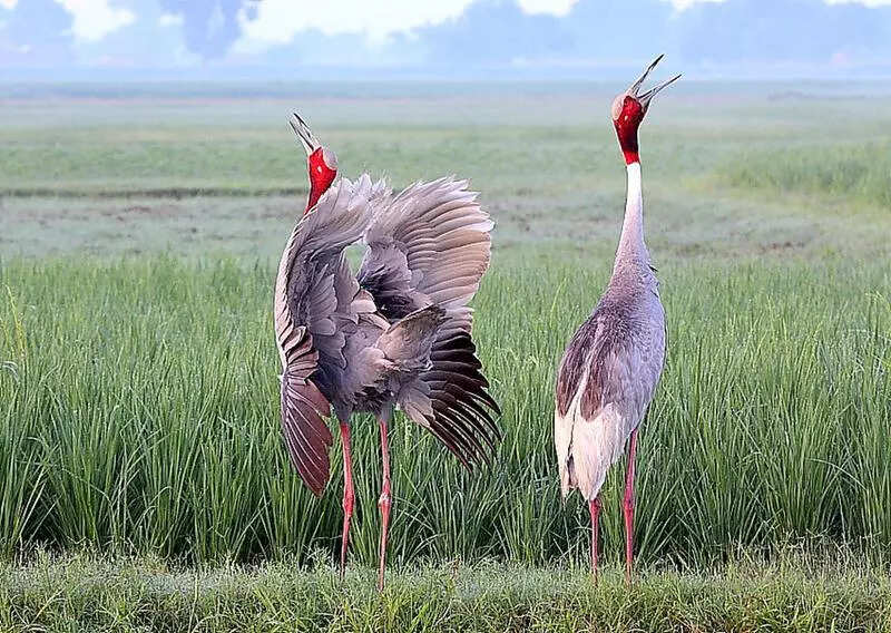 Distinct vocal patterns can help identify male and female sarus cranes: Study