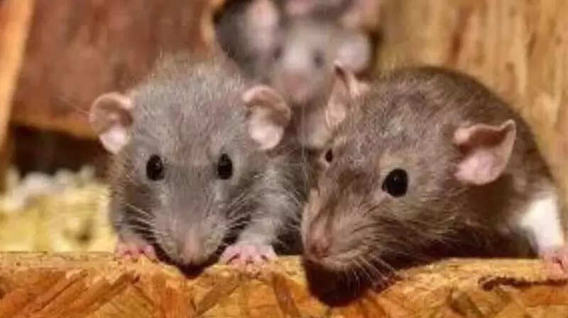 NIN study finds bamboo rice eases rheumatoid arthritis symptoms