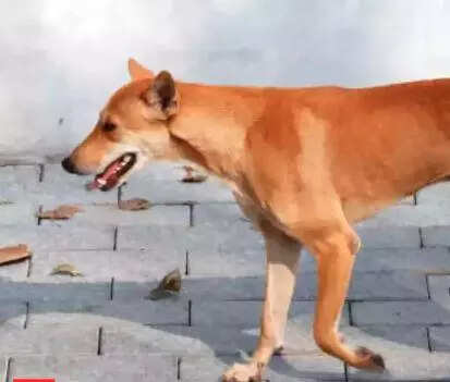 ‘Five dogs taken to Kannamapet ABC centre missing, 1 critical’