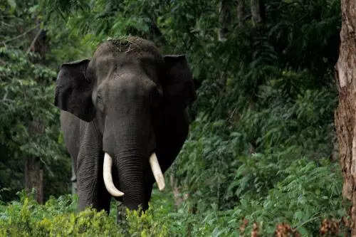Kerala forest department plans to use drones to monitor wildlife