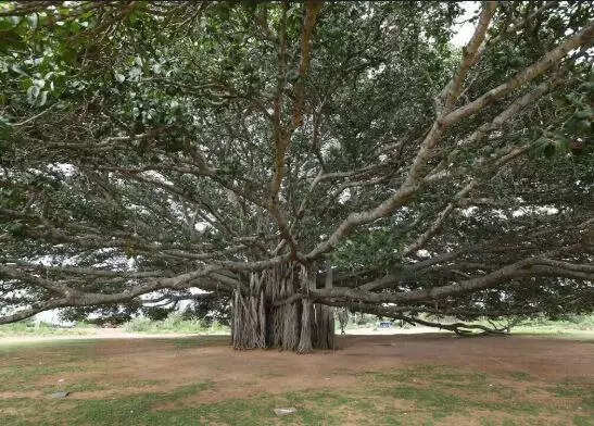 Forest officials identify 104 heritage trees for spl protection