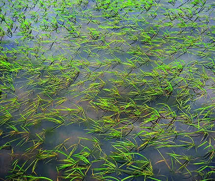 Rain damages paddy crops in parts of South Goa