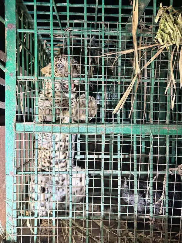 Leopard that killed woman in Bahraich captured
