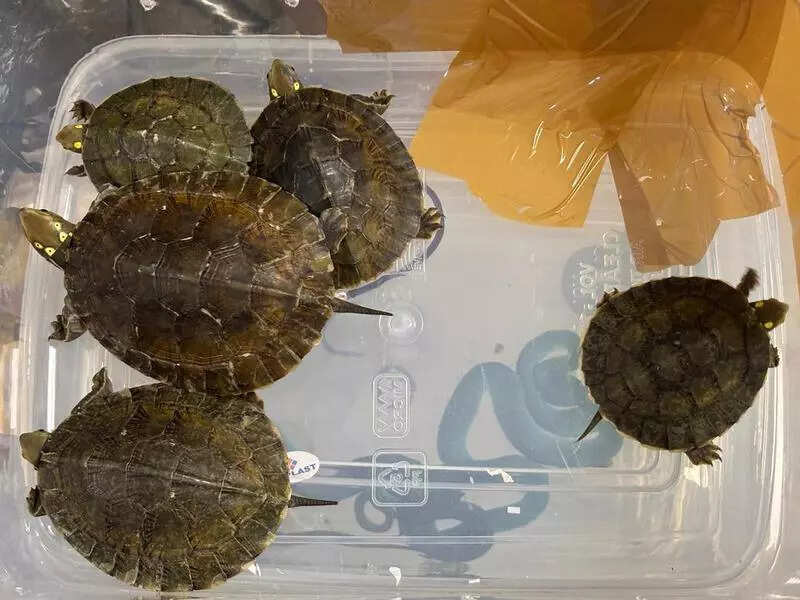 Flyer from Bangkok caught with rare reptiles in baggage
