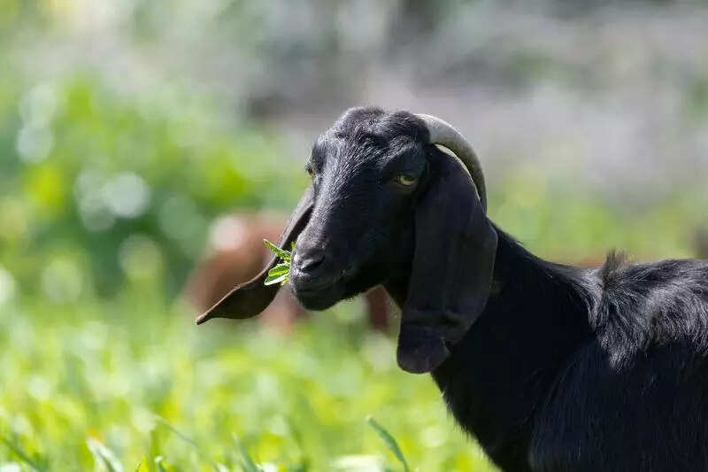 Gelatin from goat skin offers non-bovine, non-pork alternative to food, pharma sectors