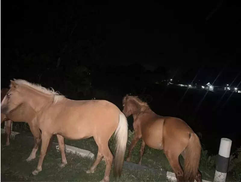 Feral horses seek refuge on roadside near Bogibeel bridge