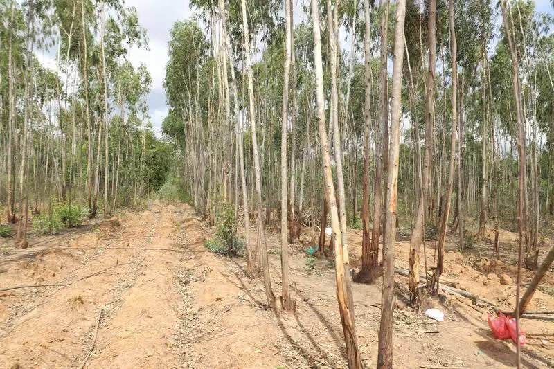 After a century, Bengaluru set to get new biodiversity park