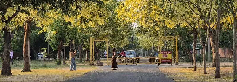 Nature’s gold rush: PAU walkway lit by Amaltas bloom