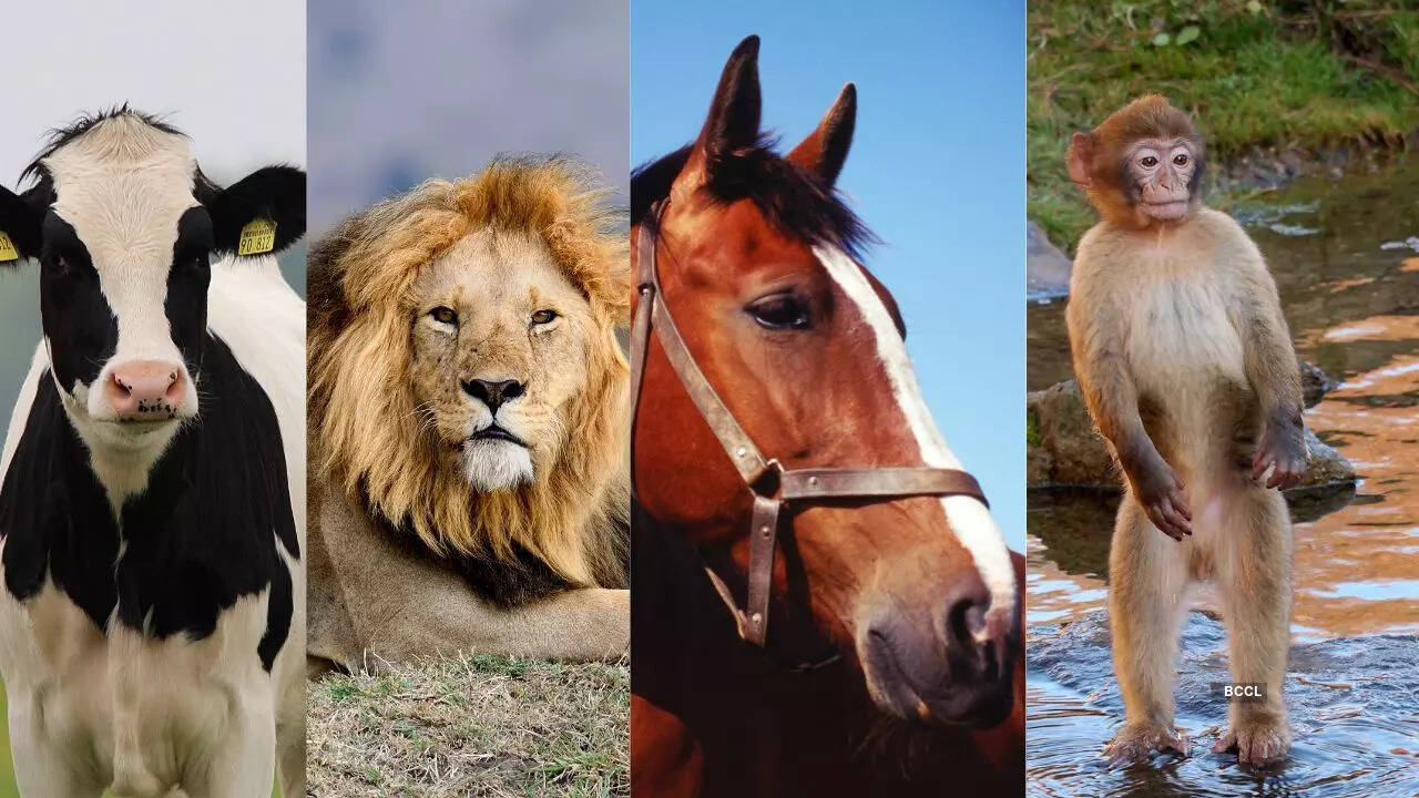 The animal you choose reveals what you value the most in life