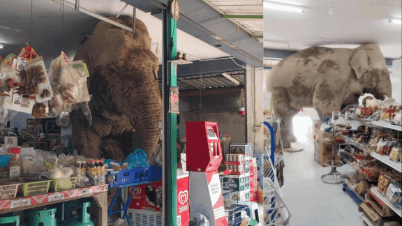 Watch: Hungry elephant raids grocery store in Thailand, stuns shopkeeper with surprise visit