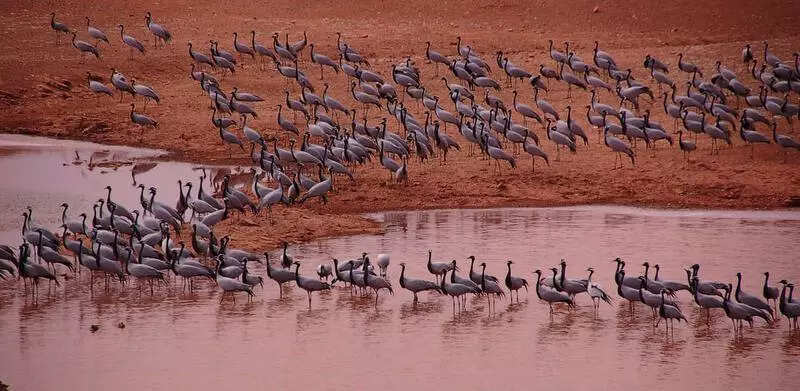 msid 121631849,imgsize 60380 https://jaipur.visitinrajasthan.com/wp-content/uploads/2023/10/cropped-cropped-R-2.png