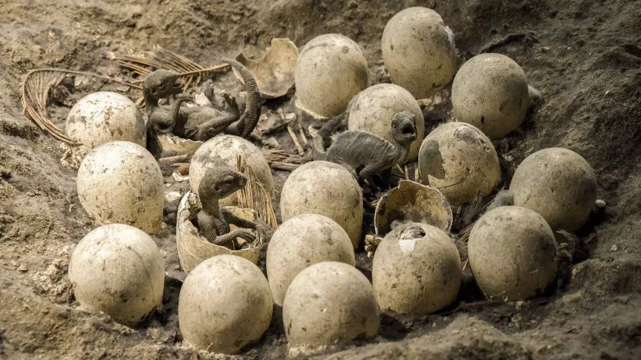 100-million-year-old dinosaur eggs recovered in Jurassic America