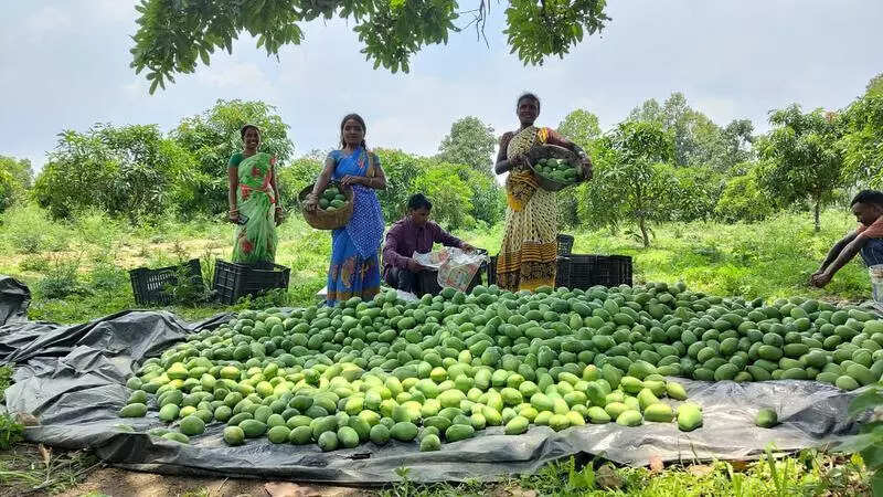 Women in a Bokaro village turn barren land into mango orchard, rake in moolah