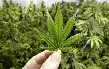 One car to check for cops, one to carry ganja; NCB traps both