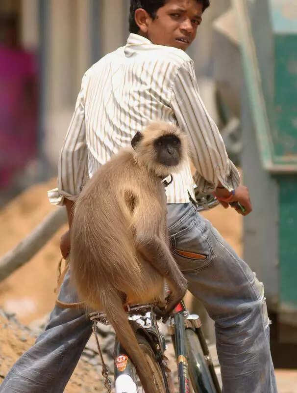 ‘Exploited’: Activists flag illegal use of langurs to scare away monkeys