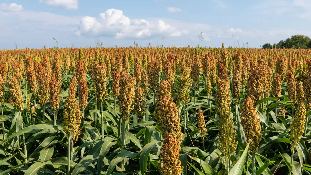 millet