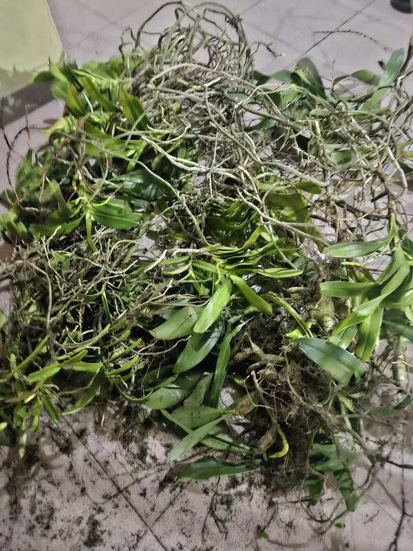 Man arrested for stealing protected orchids in Aizawl