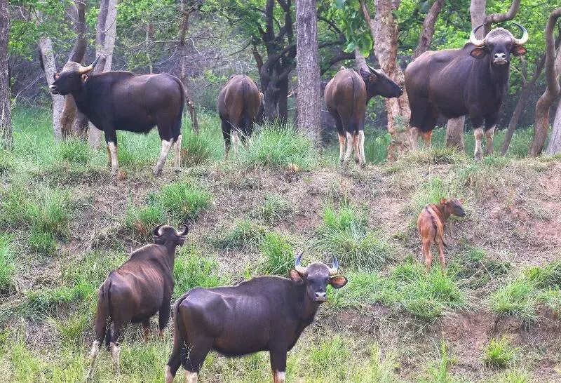 Bison count in Debrigarh goes up by 129; current popn becomes 788