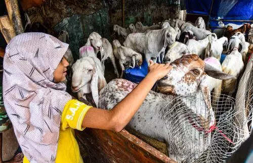 Three-day Bakr Eid festivities to begin today