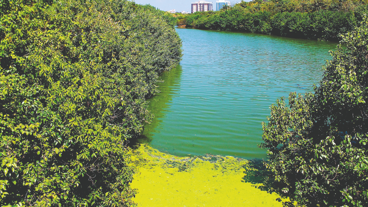 These woods are lovely, dark and deep