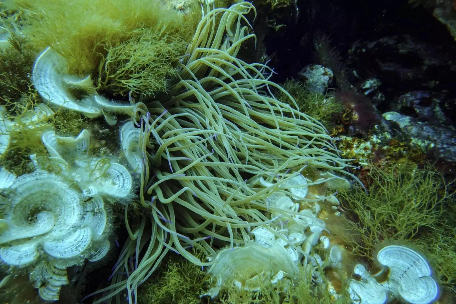 Money, mining and marine parks: The big issues at UN ocean summit