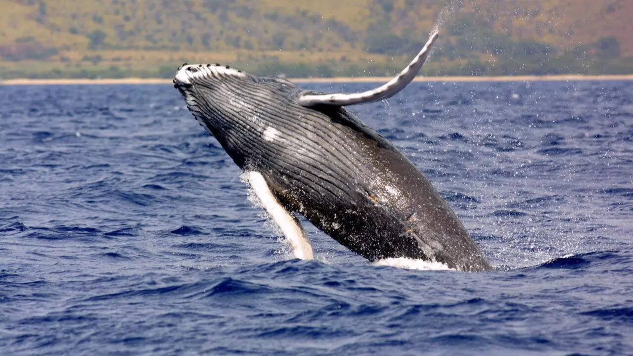 Humpback whales try to communicate with humans, new study reveals | 1