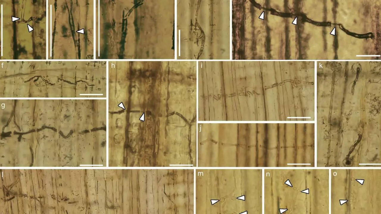 160-million-year-old blue-stain fungi in China found to be harmful to trees | 1