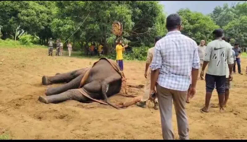 Injured tusker dies