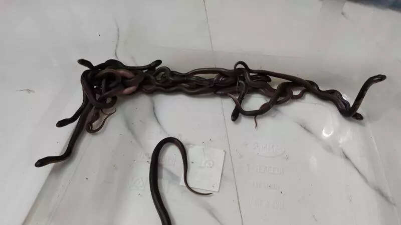 14 cobra hatchlings released into wild in Ganjam