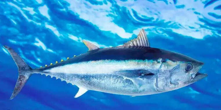 Tuna price, clogged harbour worry Kasimedu fishermen