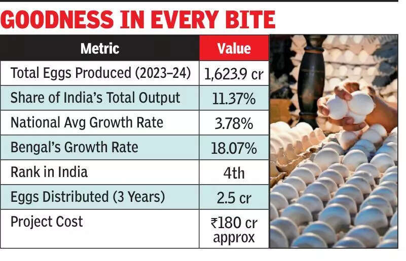 Bengal produces 1,623cr eggs in FY24, surpasses nat’l avg