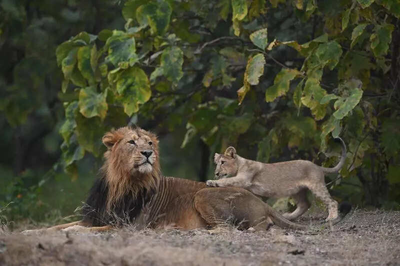 Gir’s famous jodi ends with Veeru’s death