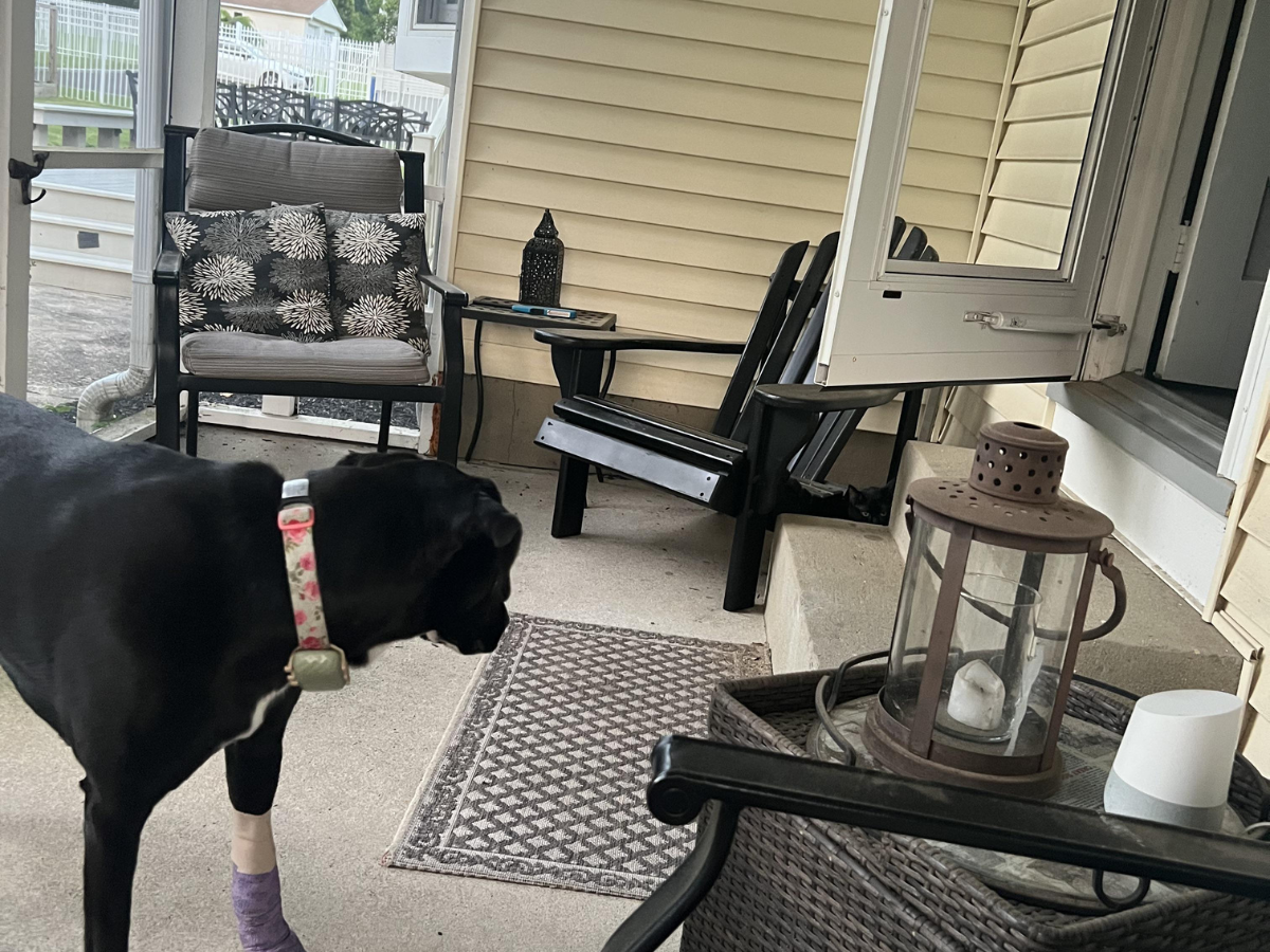 Optical illusion: Spot the Hidden Cat in This Cozy Patio Scene