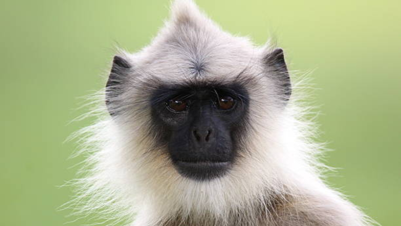 Centre joins German govt to study, curb KFD in Goa