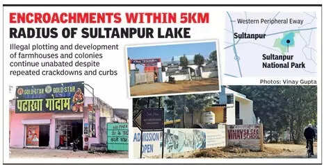 Illegal farmhouses & residential colonies thrive around Sultanpur lake buffer zone defying ban