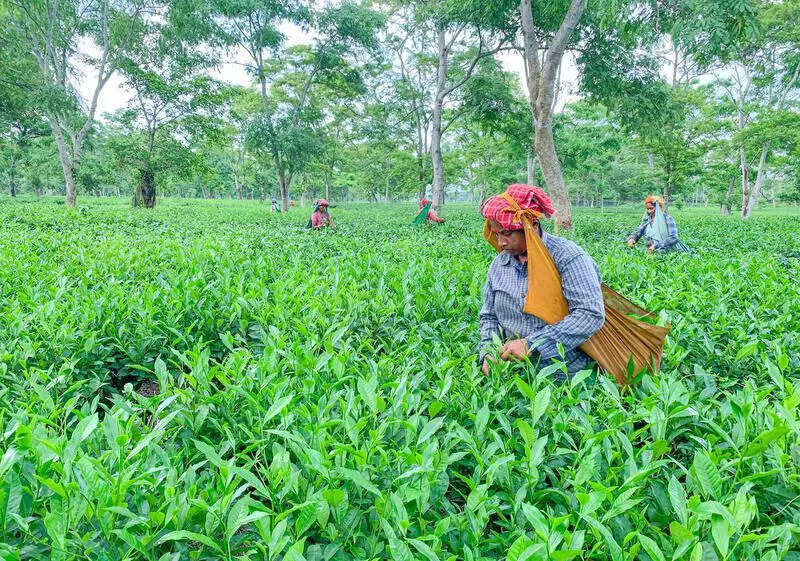 Bengal’s tea to be covered by Centre’s weather-based insurance