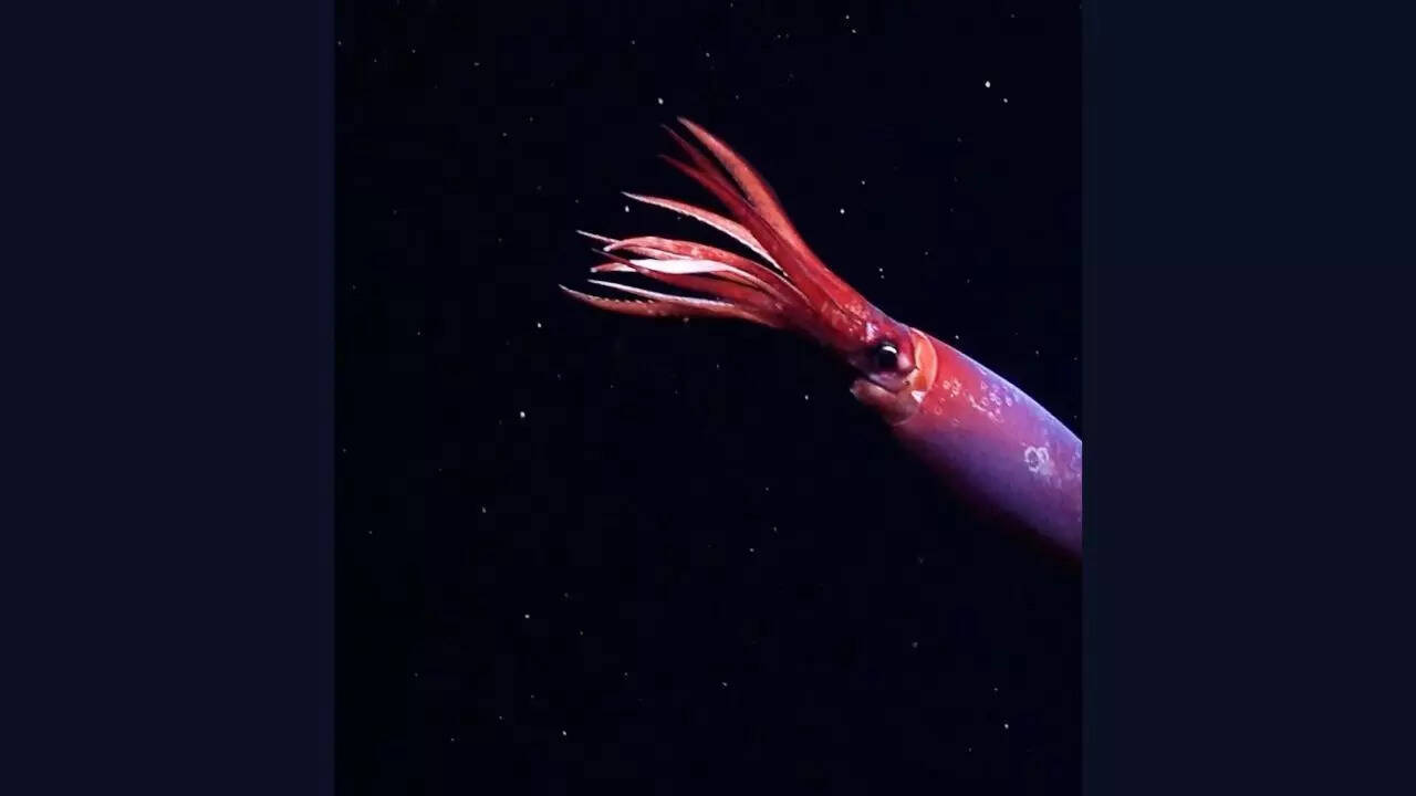 Rare blood-red squid captured alive for the first time off Antarctica on camera