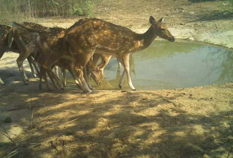 Heatwave affects urban wildlife in new delhi causing rise in rescues and dehydration cases