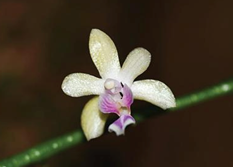 Tambdi Surla records presence of endemic moth orchid flowers