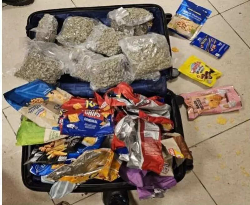 Chennai customs bust hydroponic ganja racket