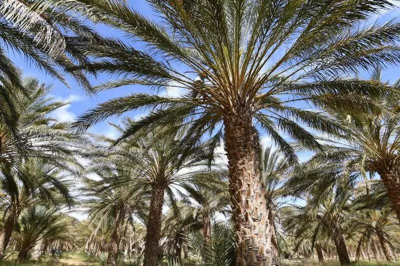 UP earmarks 5 hectares to grow dates on a commercial basis