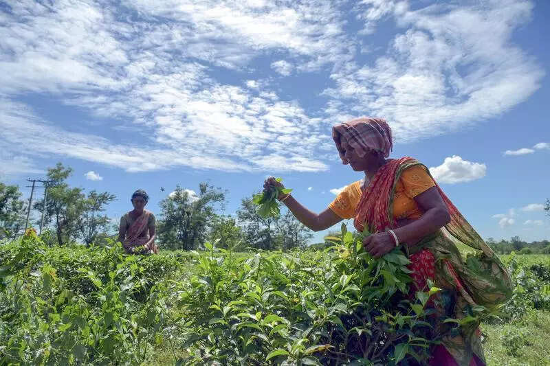 15 tea gardens reopen in Darjeeling, Alipurduar